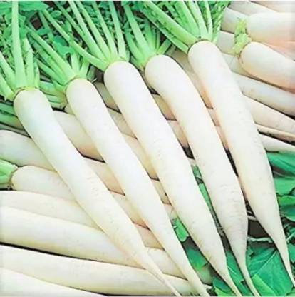 KANAYA Radish Mooli Vegetable(Mooli Ke Beej) Seed
