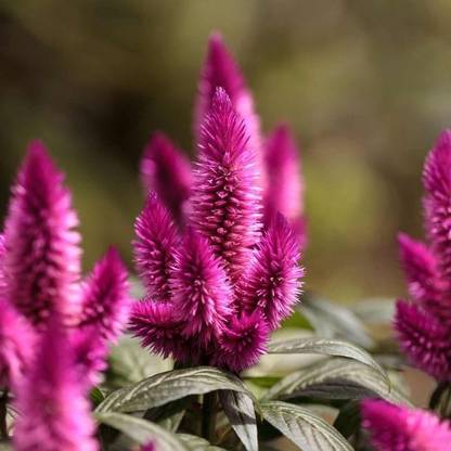Dasstore Cockcomb multiple colour and multiple types flower seed (pack of 50) Seed