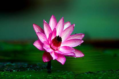 ALPHONSO MANGO TREE lotus,kamal gatta Seed