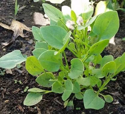 XOLDA Chukka Vegetable Seed