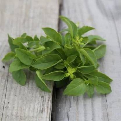 VibeX ® XXL-16 Marseille basil seeds Seed