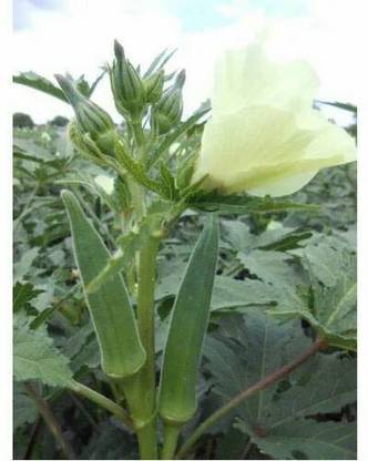 Mozette Organic bhendi Seed