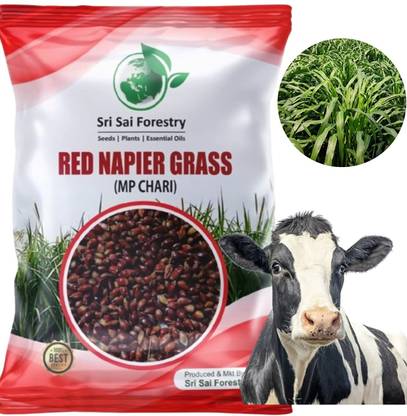 SeedLife Red Napier Grass Seeds (MP Chari) - 100 Gram Seed