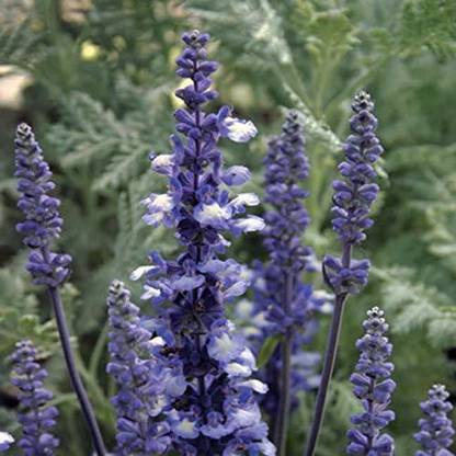 VibeX ® VMR-291 Fairy Queen Salvia Sage Seeds Seed