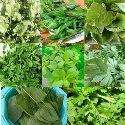 seedbasket Green Leafy Native vegetable seed Seed