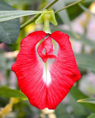 pottit Aparajita Red Flower Plant Seed