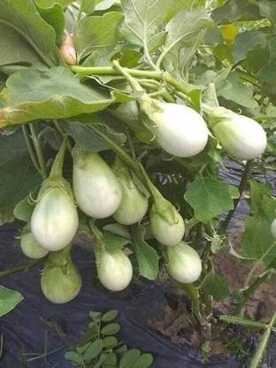 BDSresolve eggplant seeds/brinjal seeds 42 Seed