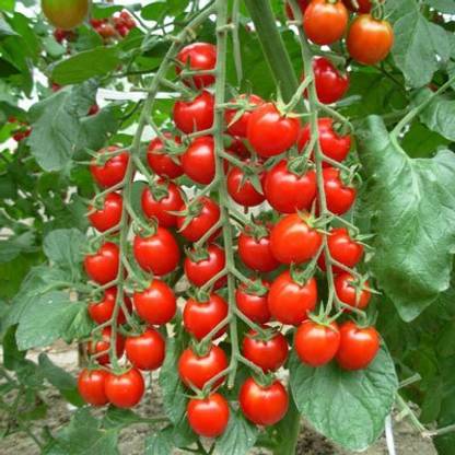 ENINE Organic Red Tomato Plant Seeds Tamatar Beej 230 Seeds Pack GH14 Seed
