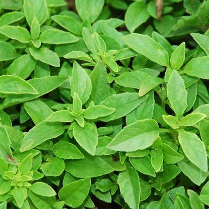 VibeX ® VMR-10 Spicy Bush Basil Seed