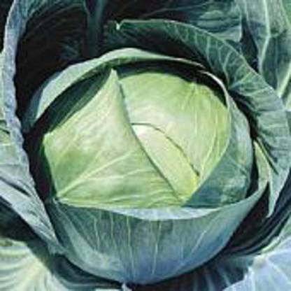 WILLVINE PUAS -VI Stonehead Cabbage Seeds [50g] Seed