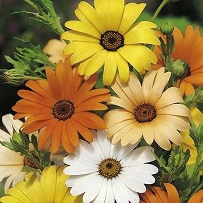 CYBEXIS LX-81 - Hybrid African Daisy - Orange - (540 Seeds) Seed
