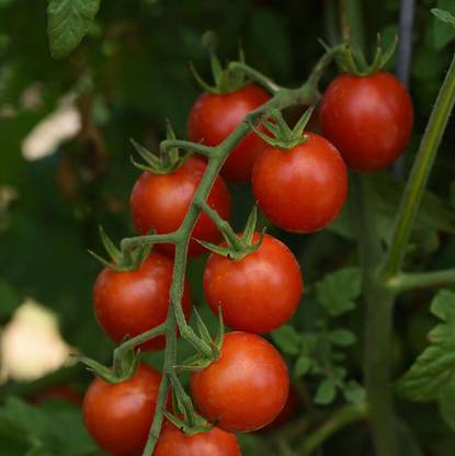 STOY Tomato Artemis Seed