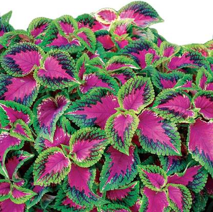 VibeX XLL-18 - Watermelon Coleus - (150 Seeds) Seed