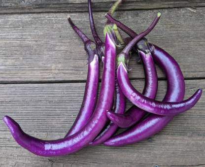 Caliber Chinese String Eggplant Seed