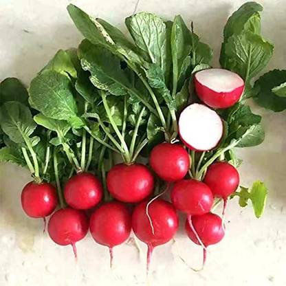 CYBEXIS LX-98 - Cherry Belle Radish - (250 Seeds) Seed
