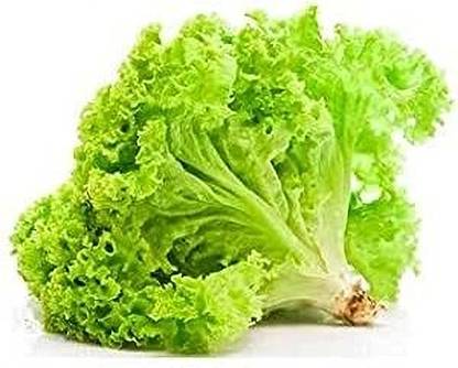 Aywal Green Lettuce (Salad patta) Seed