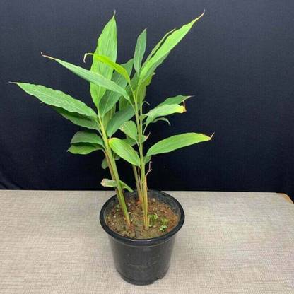 SHOP 360 GARDEN Elaichi / Yallaki / Ealakai / Chota Elaichi / Cardamom Seeds For Planting Seed