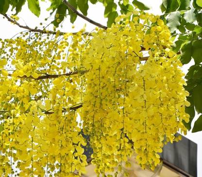 MAHAMAYA A TO Z Golden shower Tree, Pudding pipe tree, Badar ko lathi Chepang, Indian laburnum, Sonalu Seed