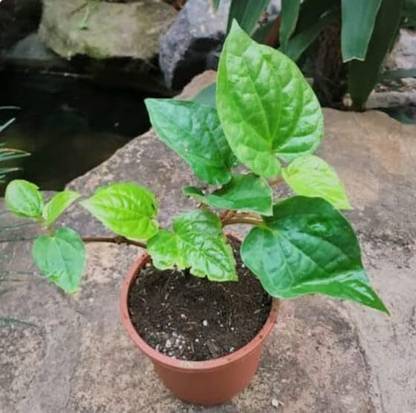 SHYAM Sweet Mittha Betel Leaf(pan) Seed