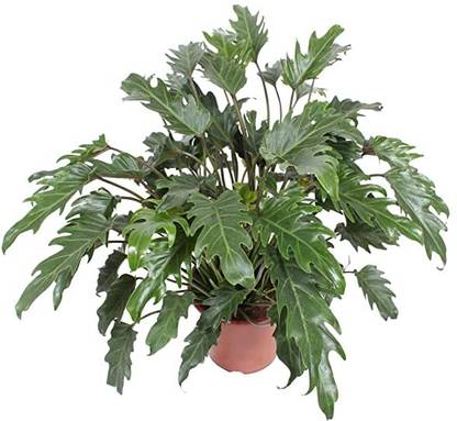 Kapebonavista Kapebonavista Thaumatophyllum Xanadu Perennial Plant Seed