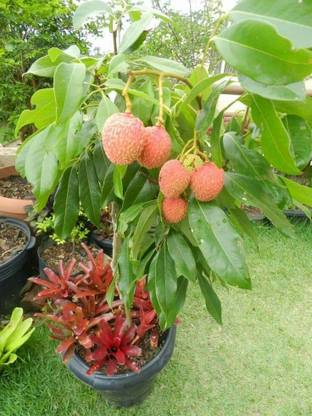 Aywal Lychee Seeds For Home Garden Seed