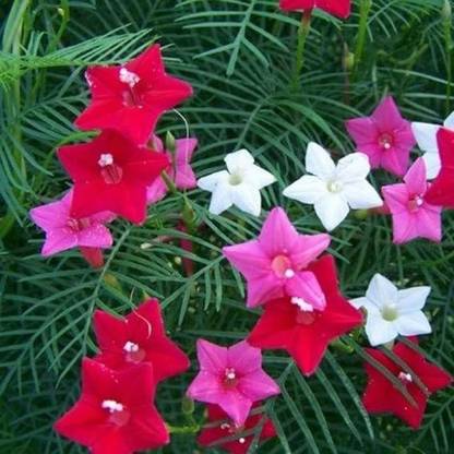 Aywal IPOMEA MORNING GLORY MIXED FLOWER Seed