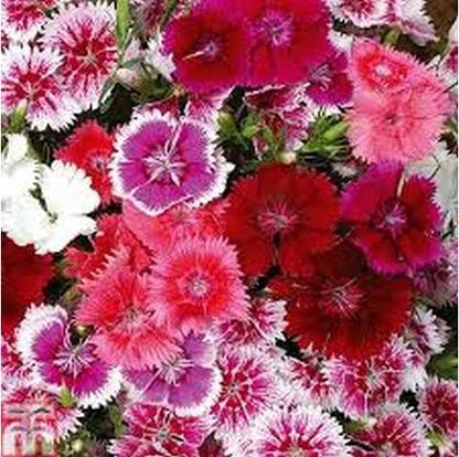 XOLDA Exotic dianthus Seed