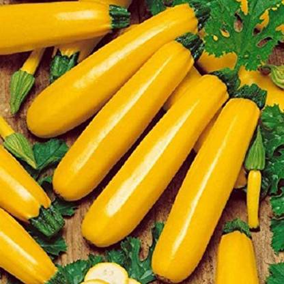 CYBEXIS Yellow Summer Squash Zucchini Seeds100 Seeds Seed