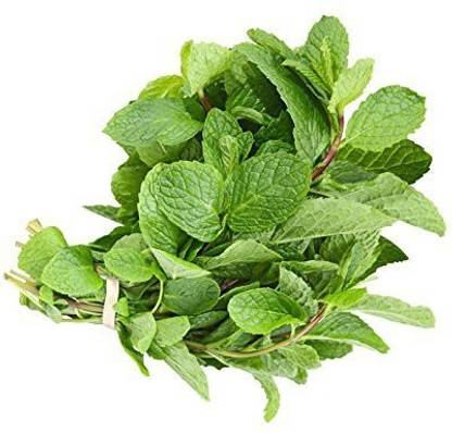 VibeX GUA-49 - Mint - (450 Seeds) Seed