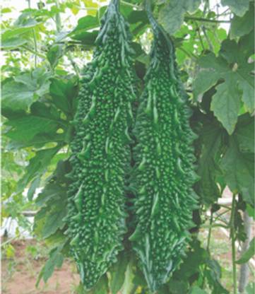 BDSresolve Indian Bitter gourd seeds/Bitter gourd seeds 50 Seed