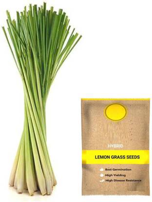 CYBEXIS TLX-75 - Lemon Grass - (750 Seeds) Seed