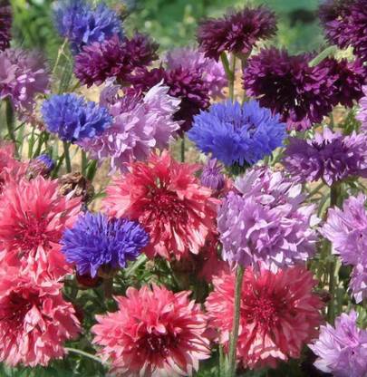 ACCELCROP Cornflower Dwarf Double Mix Flower Seed