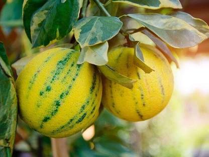 Aywal Eureka Lemon Tree Minnetonka Seed
