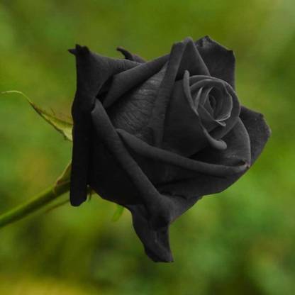 WILLVINE Black rose halfeti A-6 Seed