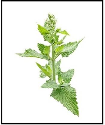 Qualtivate PUAS-123 Cat Mint Catnip Seeds-2000 Seeds Seed