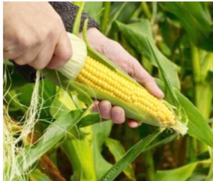 greenfarm NXC- Yellow Sweet Corn Seeds/ Best Quality , 100 X Seeds, dft71 Seed