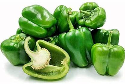 ENINE Hybrid Green Capsicum Shimla Mirch Plant Seeds Bell Paper RF492 Seed