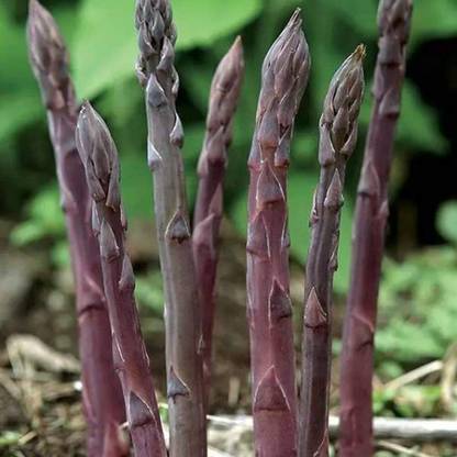 CYBEXIS Organic Asparagus Seeds Continuous Harvest400 Seeds Seed