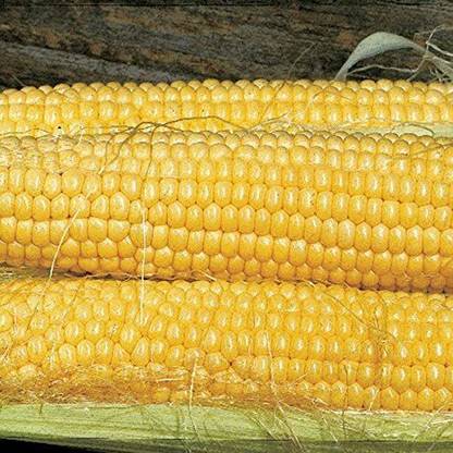 VibeX NDIR-17 - Butterfruit Original Early Corn - (750 Seeds) Seed