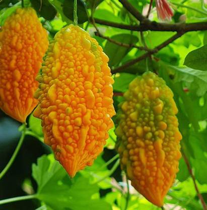 VibeX VVI-4 - Bitter Melon (Gourd) Vine - (100 Seeds) Seed