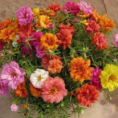 BDSresolve time flower seeds Seed
