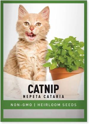 Biosnyg Catnip Nepeta Cataria Seed