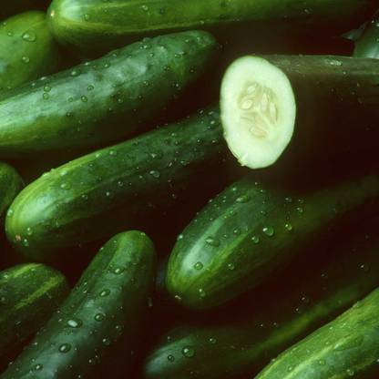 Biosnyg Sweet Success Hybrid Cucumber Garden Seeds[500 Seeds] Seed