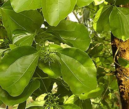 HERBALISM Strychnine tree Seed
