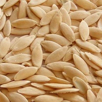 SeeGreen Cucumber Seeds for Home Gardening, F1 Hybird Seeds for Farming Seed