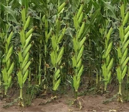 HYBRID 1kg corn/ maize seeds highest yield variety long bhutta best quality Seed