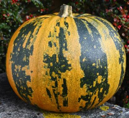 ErTh Pumpkin Styrian Skinless Organic Seed