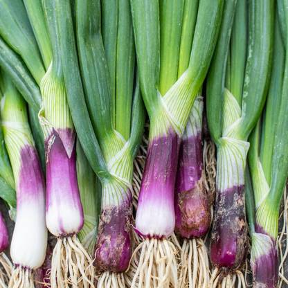 XOLDA Bunching Onion Seed