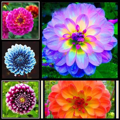VibeX PUAS-9 - Dinner Plate Dahlia Decoration - (180 Seeds) Seed