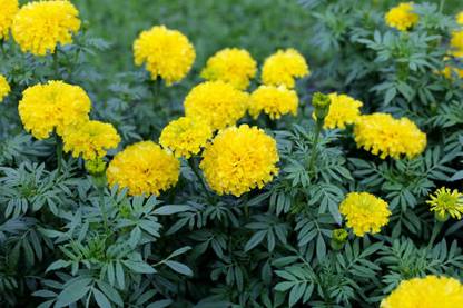 HYBRID MAKHAN GRASS SEEDS marigold,gende ka phool Seed